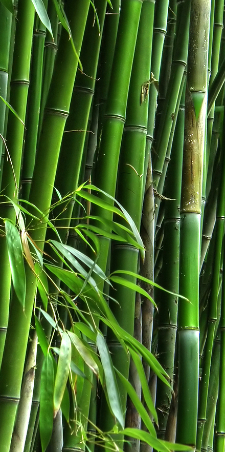 bamboo_forest